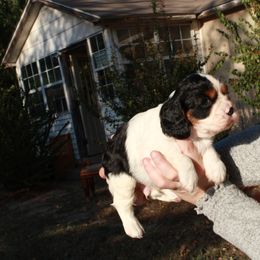 Cavalier King Charles Spaniel Puppies from Critter's Cottage Cavaliers