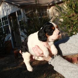 Cavalier King Charles Spaniel Puppies from Critter's Cottage Cavaliers