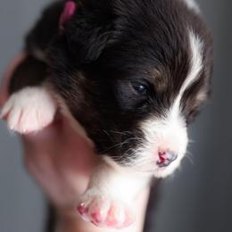 Jasmine - Black tri-color female Australian Shepherd puppy in Georgetown, Texas from River Reign Australian Shepherds