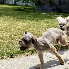 Brussels Griffons and Shih Tzus from Full of Shih Tzus