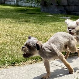 Brussels Griffons and Shih Tzus from Full of Shih Tzus