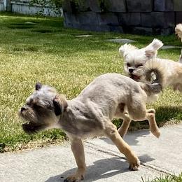 Brussels Griffons and Shih Tzus from Full of Shih Tzus