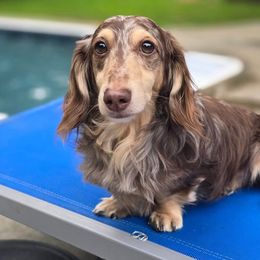 Dachshunds from Ramey Dachshunds