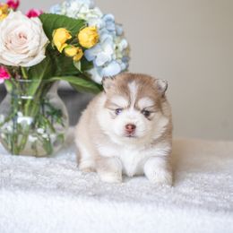 Toro - Red and white male Pomsky puppy in Bellevue, Washington from The Pomsky Garden