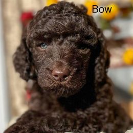 Bow - Brown male Poodle puppy in Greenville, North Carolina from Grace Poodles