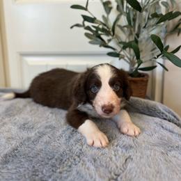 Bow Tie- 'Bo' - White and red male Bordoodle puppy in Valley Center, California from Circle R Valley Bordoodls