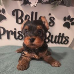 Diggs - Black and tan male Yorkshire Terrier puppy in Clermont, Florida from Bella's Prissy Butts