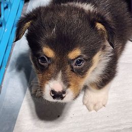Oreo - Black and tan male Pembroke Welsh Corgi puppy in Grand Blanc, Michigan from Dellinger's Corgi's