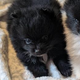 Jazzy - Black female Pomeranian puppy in Danielsville, Georgia from PassionatePomPoms