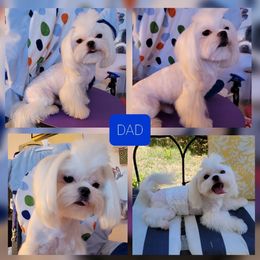 Chiki - Maltese