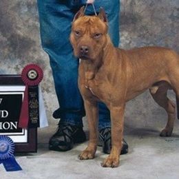 American Pit Bull Terriers and Rottweilers from Southpaws Kennel