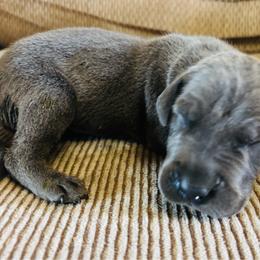 Blue Tan Point 2 - Blue male Great Dane puppy in Devine, Texas from Texas Devine Danes & Aussies