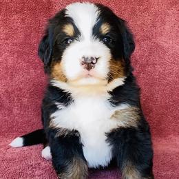 Pink Collar Female - Black rust and white female Bernese Mountain Dog puppy in Bristol, Tennessee from Holston Hollow Farm