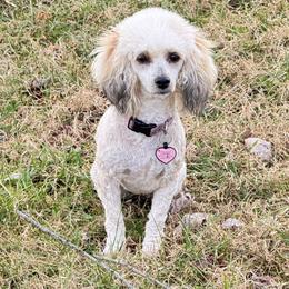 Callie - Poodle