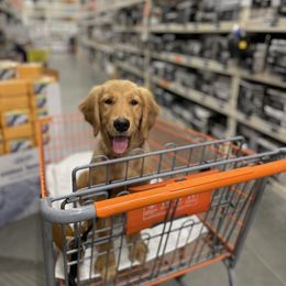 Golden Retriever Puppies from Elevation Retrievers