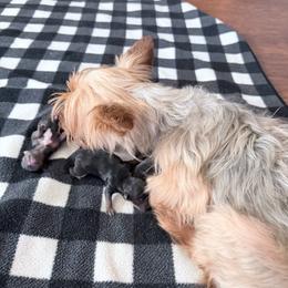 Girl 1 - Black and tan female Yorkshire Terrier puppy in Richland County, South Carolina from Nesha's Pawrific Tails
