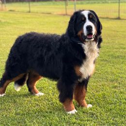 Cesar - Bernese Mountain Dog
