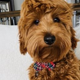 Bernedoodles and Goldendoodles from Kimberlee’s Kennels