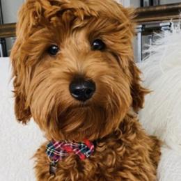 Bernedoodles and Goldendoodles from Kimberlee’s Kennels