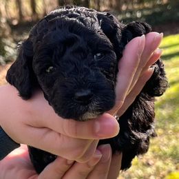 Goldendoodle Puppies from Our Darling Doodles