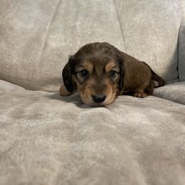 Boy 2 - Dachshund puppy in Monroe, Iowa from Shelly Jo’s Dachshunds