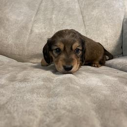 Boy 2 - Dachshund puppy in Monroe, Iowa from Shelly Jo’s Dachshunds