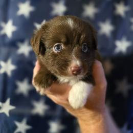 Cedar - Red & white male Miniature Australian Shepherd puppy in Arlington, Texas from CopperHead Aussies