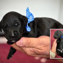 Mr. Blue Collar - Black male Australian Labradoodle puppy in Wake Forest, North Carolina from Lucky Country Labradoodles