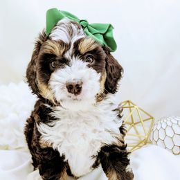 Bernedoodle and Bernese Mountain Dog Puppies from Western Skies Kennels