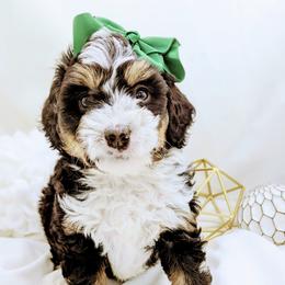 Bernedoodle and Bernese Mountain Dog Puppies from Western Skies Kennels