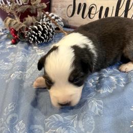 Dustin - Dilute blue male Australian Shepherd puppy in Marshfield, Vermont from Discovery Hill Australian Shepherds