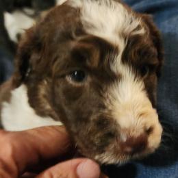 Rein - Brown and white female Aussiedoodle puppy in Mount Clare, West Virginia from Pineview Farms Australian Shepherds