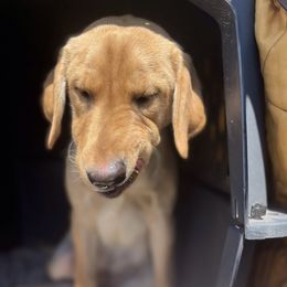Labrador Retriever Puppies from Sycamore Kennels