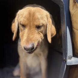 Labrador Retriever Puppies from Sycamore Kennels