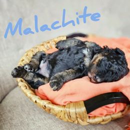 Bernedoodle Puppies from Whispering Aspen Homestead