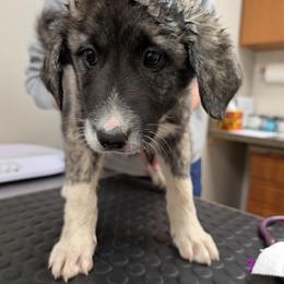 Girl 7 - Brown female Anatolian Pyrenees puppy in Marysville, Ohio from Brotherton Family Farms