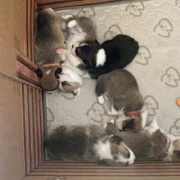 Pembroke Welsh Corgi puppies from Mesa Acre