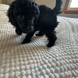 AKC GUCCI - Black female Poodle puppy in Everton, Missouri from Lucky Dog Poodles