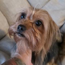 Nugs - Yorkshire Terrier