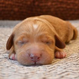 Goldendoodle Puppies from Cozy Cove Goldendoodles