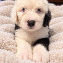 Purple - Gray and white female Old English Sheepdog puppy in Iowa from Midwest Puppy Paws