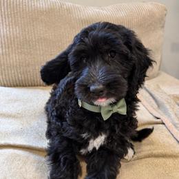 Spirit - Black male Goldendoodle puppy in Portland, Tennessee from Happy_Tails_by_TJ