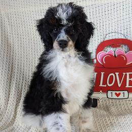 Leland - Poodle