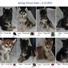 Siberian Husky Puppies from Forever Young Siberian Huskies