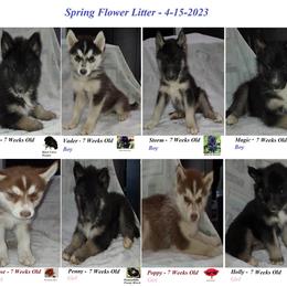 Siberian Husky Puppies from Forever Young Siberian Huskies