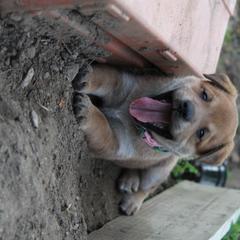 Carolina Dog Puppies from Williams Sweet Carolina