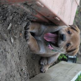 Carolina Dog Puppies from Williams Sweet Carolina