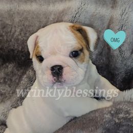 Boy 3 - Bulldog puppy in Granville, Iowa from Wrinkly Blessings English Bulldogs