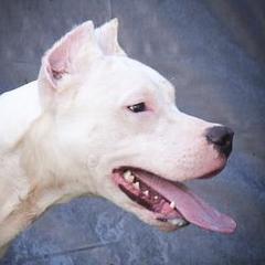 Artemis Girl 1-pink collar - White female Dogo Argentino puppy in San Diego, California from Debonair Dogos
