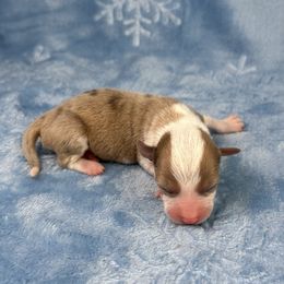 Donner - Brindle merle and white male American Corgi puppy in Waskom, Texas from Piney Woods Corgis